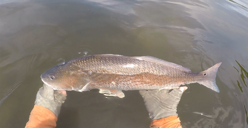 How to Actually Catch Redfish in Cockroach Bay Without Losing Your Damn Mind
